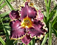 �������� DARK NIGHT DYNAMITE