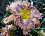 ��������  " DEBRA JORGENSEN "