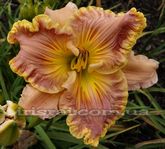 �������� DEBRA SCOTT 