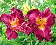 ��������  " DESIDERATA "