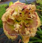 ��������  " DISCIPLE OF DAVID "