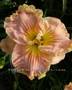 ��������  " DIXIE SWEETHEART "