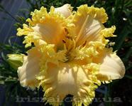 ��������  " DR. STUMP. "