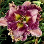 ��������  " .DRESSES LIKE A LADY  "