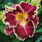 �������� DUKE OF GASCONE