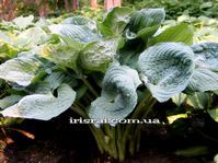 Hosta "Deep Waters "