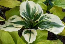 Hosta 'Dancing Hero''