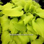 Hosta ""Dancing Queen