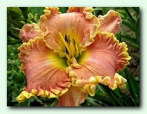 Darla Anita (����� �����)