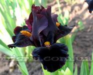 Devil�s Night (������ ����)