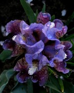 Devoted (��������)