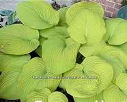 Hosta 'Divine Light'