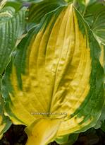 Hosta "Django"