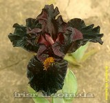 ���� Dragonet