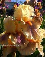 ���� Dreamalot