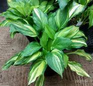 Hosta ' Edwin Bibby '