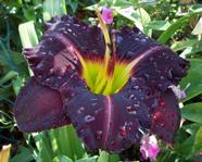 Ebony Velvet (����� �������)