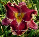 ��������  " EMERGENCY FLASHER "