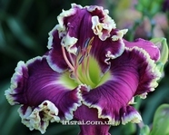 ��������  "EULA�S CHOICE"