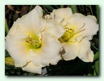 Early Snow (���� ����)