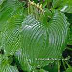Hosta ' Earthquake '