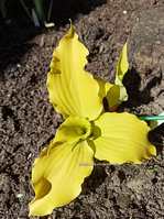 ����� "Effervescence"