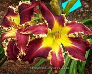 �������� Eight Miles High