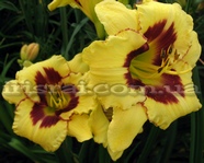 El Desperado (��� ���������)