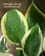 Hosta "Elbridge Gerry"
