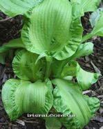 Hosta " Embroidery"
