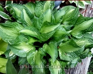 Hosta " Emerald Necklace"  