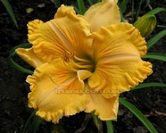 Empire Returns (������ ������)