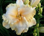 �������� Enchanted Forrest 