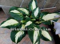 Hosta "Enjoy Life"