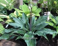 Hosta " Evening Blush "