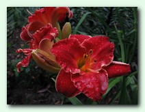 Executive Decision (���������� ������)