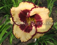 Exotic Treasure (������� ������)