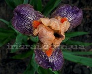 Exstraterrestrial (����������������)