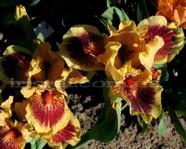 Eye of the Tiger  (�� �� �� ������)