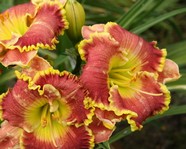 �������� FAME