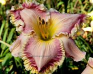 ��������  " FANCY GRILLWORK  "