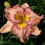 ��������  "FASHION STATEMENT"