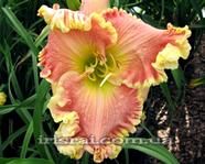 ��������  " FLAMINGO SUNRISE "