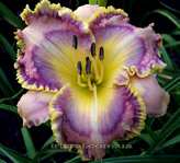 ��������  " FREEDOMS HIGHWAY" 