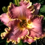 �������� French Lingerie