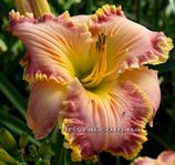 ��������  " FRINGING CORAL REEF "