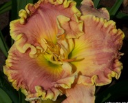 �������� FINE FRENCH PORCELAIN 