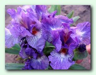 Fine Idea (���� �����)