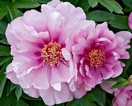 Paeonia  FIRST ARRIVAL . itoh