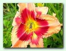 Flamboyant Eyes (���������� ���)